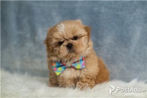 shih tzu puppies - pet breeder | PostAds.ph