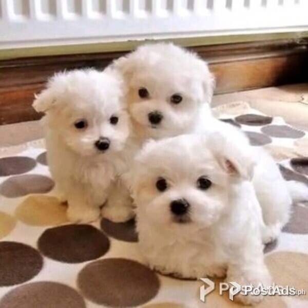 Healthy teacup maltese puppies for sale PostAds.ph