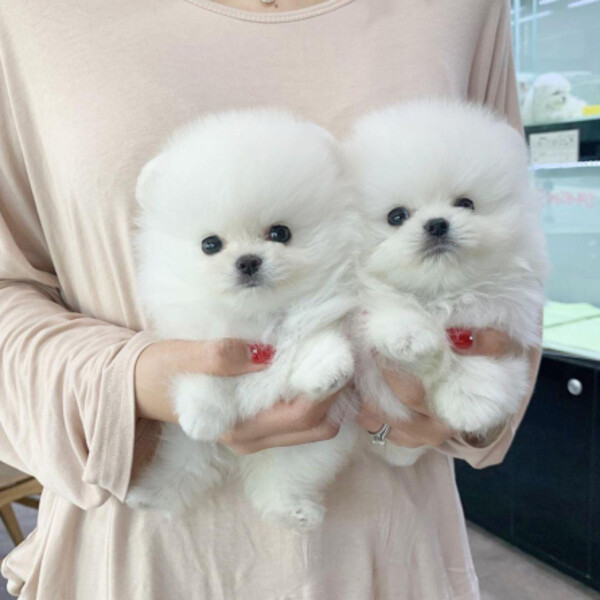 Pomeranian Quality import line PostAds.ph
