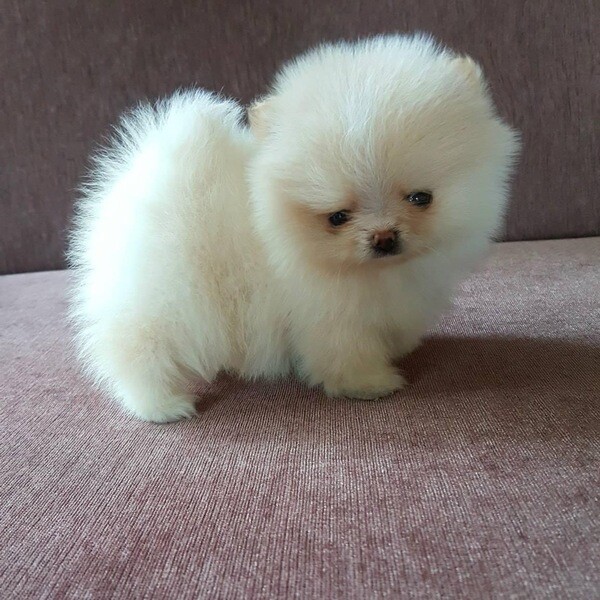 Teacup Pomeranian male/female for sale Manila PostAds.ph