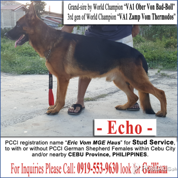 champion line german shepherd