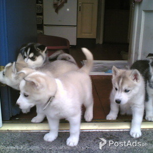 Beautiful Siberian Husky Puppies For Sale Postads Ph