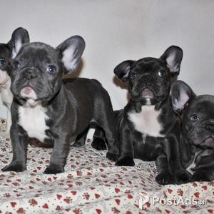 blue french bulldog buy