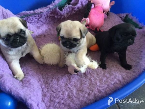 puppies to good home