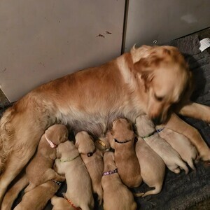 lotto
