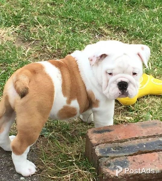 lovely male and female English Bulldogs Ready For New Homes PostAds.ph