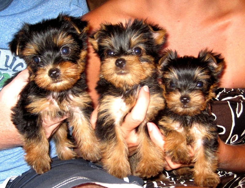 breeding yorkies for sale