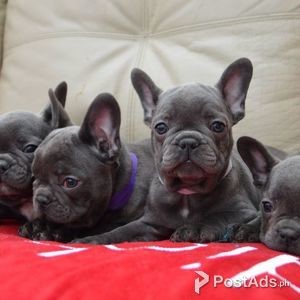non registered french bulldog puppies for sale