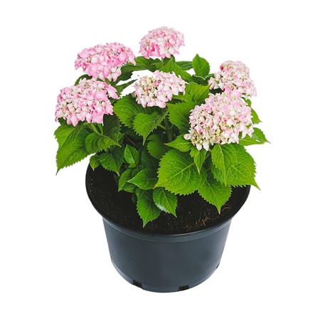 cate-ดอกไม้