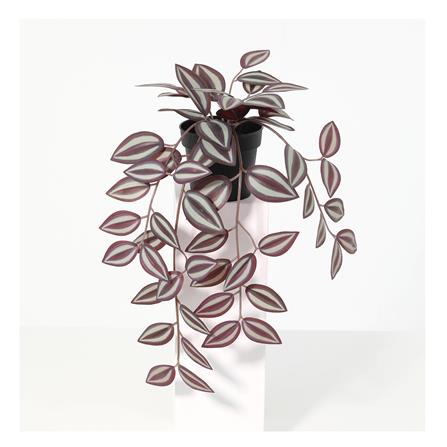 cate-ต้นไม้ประดิษฐ์ตั้งโต๊ะ