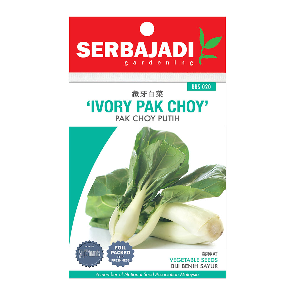 BAJA SERBAJADI IVORY PAK CHOY VEGETABLE SEED BBS020 1GM