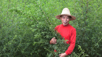 Sweet Wormwood Plants can yield extract of Artemisinin. Image size:400x225px Sweet Wormwood Plants can yield extract of Artemisinin. Image size:400x225px