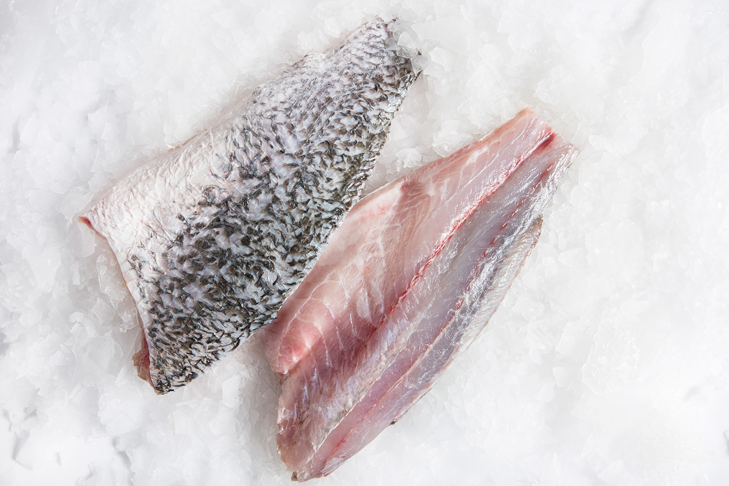 Barramundi