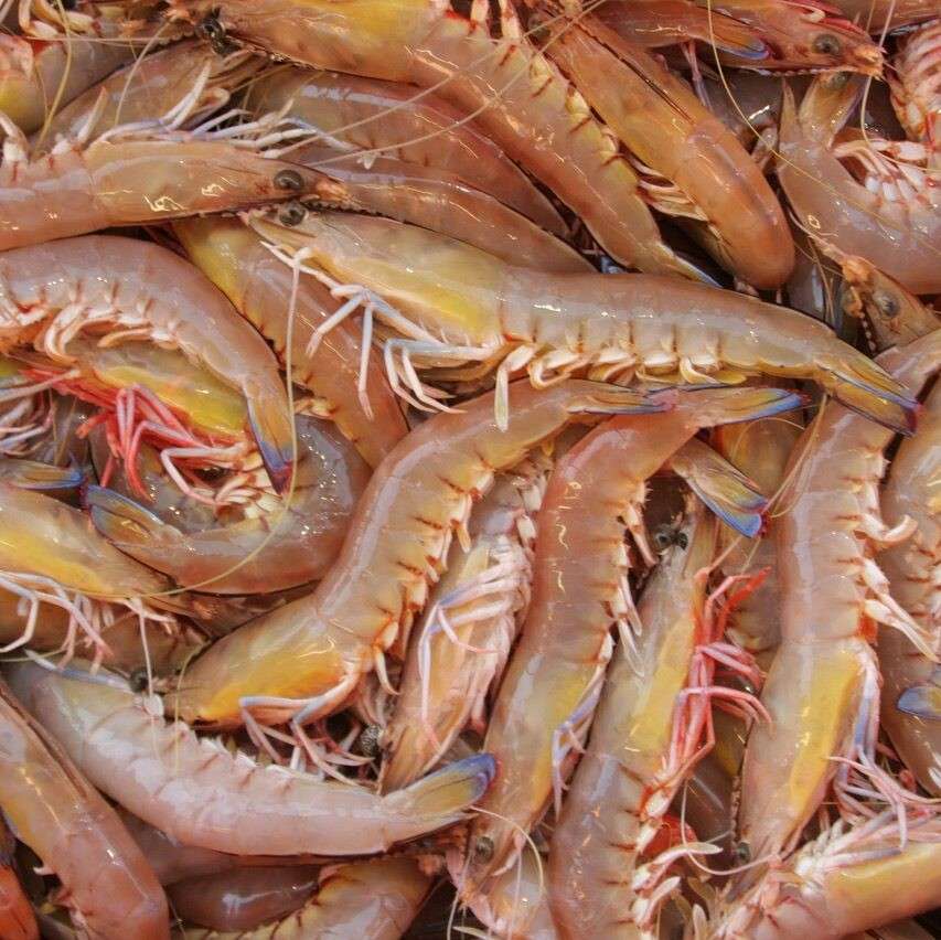 Prawns