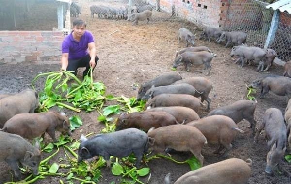 Cách làm giàu ở nông thôn với 20 nghề xu hướng hốt bạc