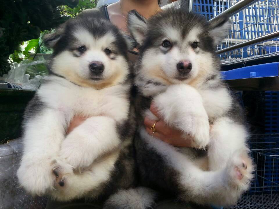 Những điều cần biết khi mua bán chó cảnh - Sapo