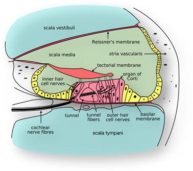 Receptors_for_hearing_are_located_in_the1537768165.jpg image