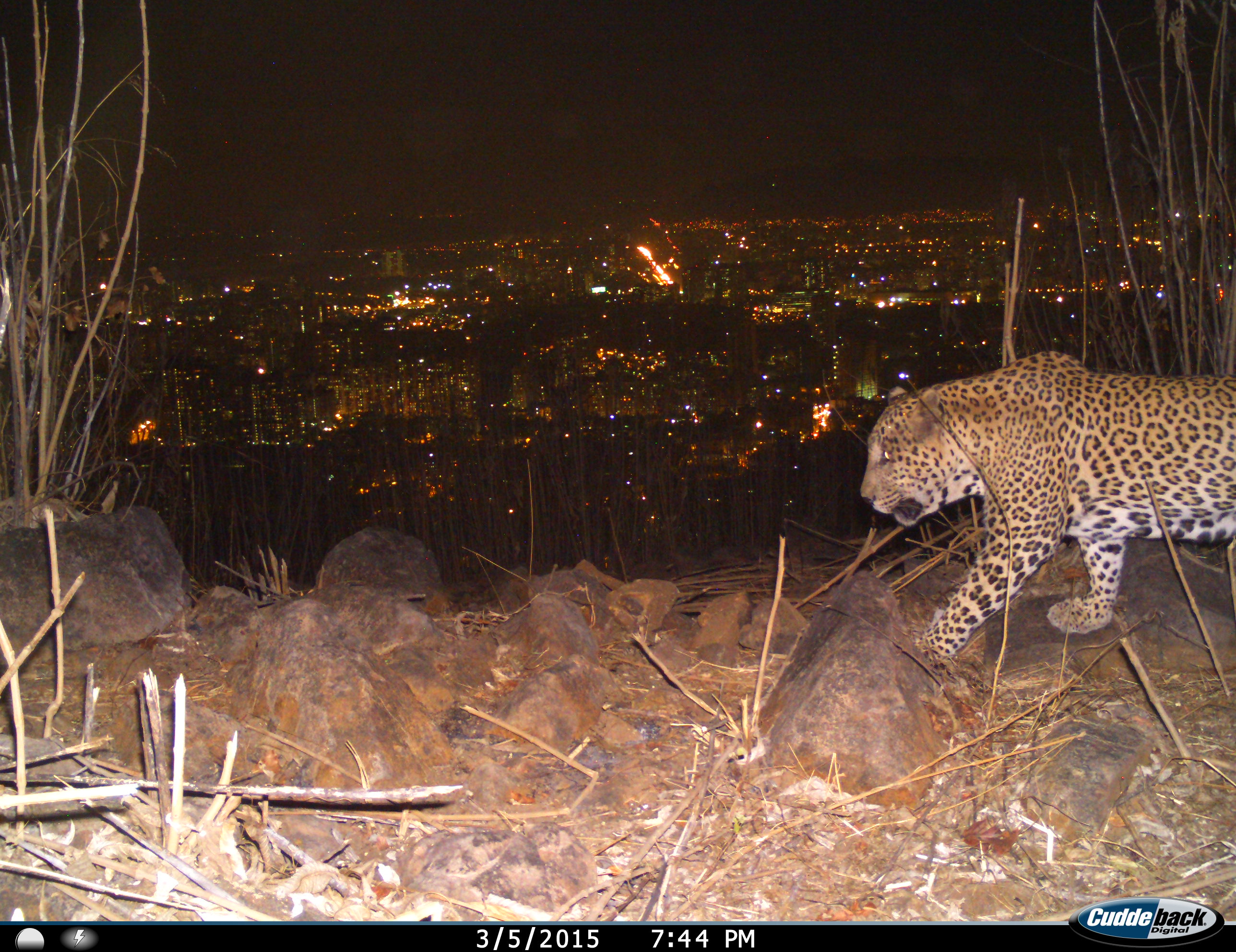 How Leopards Came To Live Peacefully With Mumbais Residents