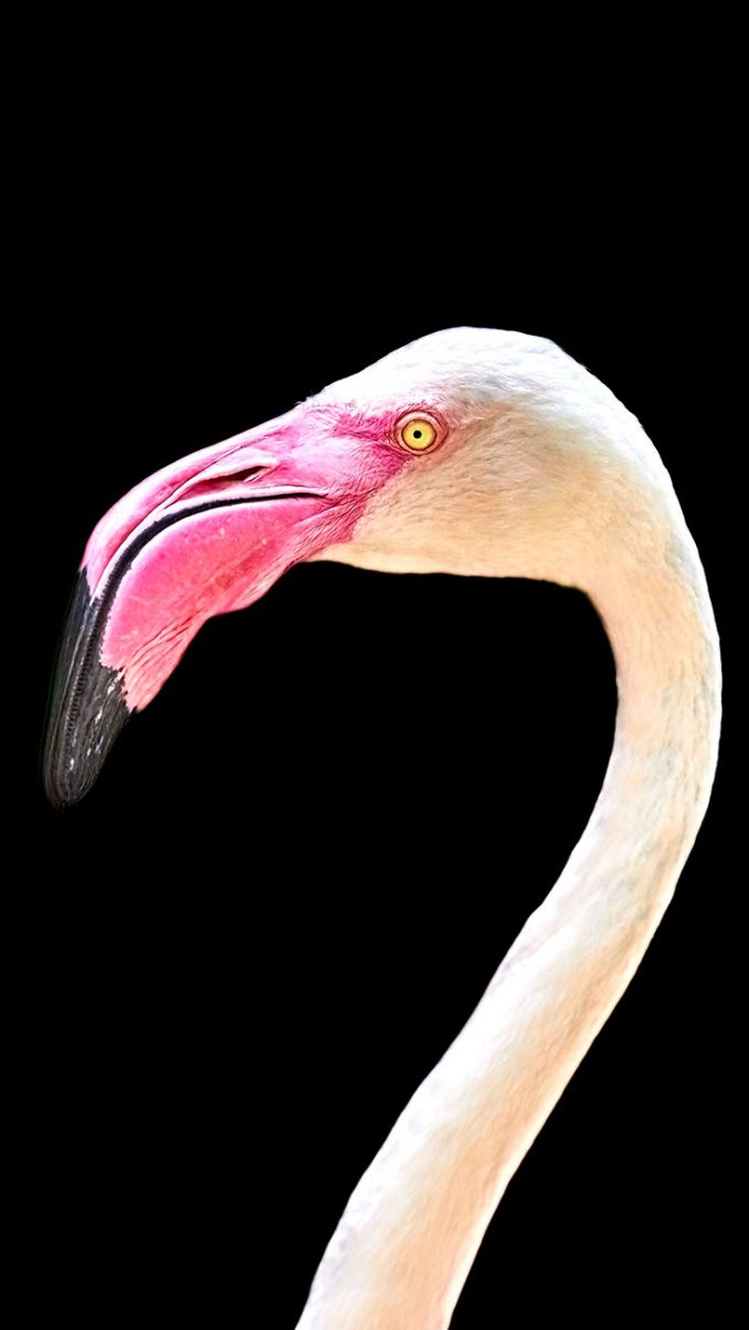 Bird Mobile Wallpapers  U launcher