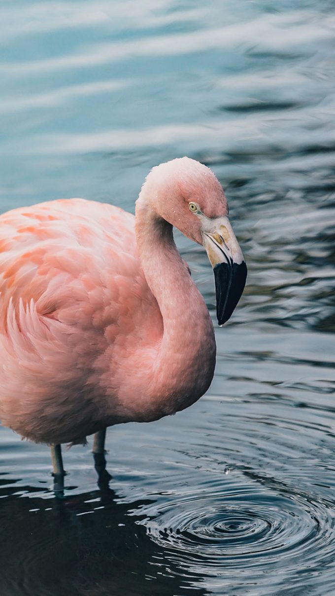 Bird Mobile Wallpapers  U launcher