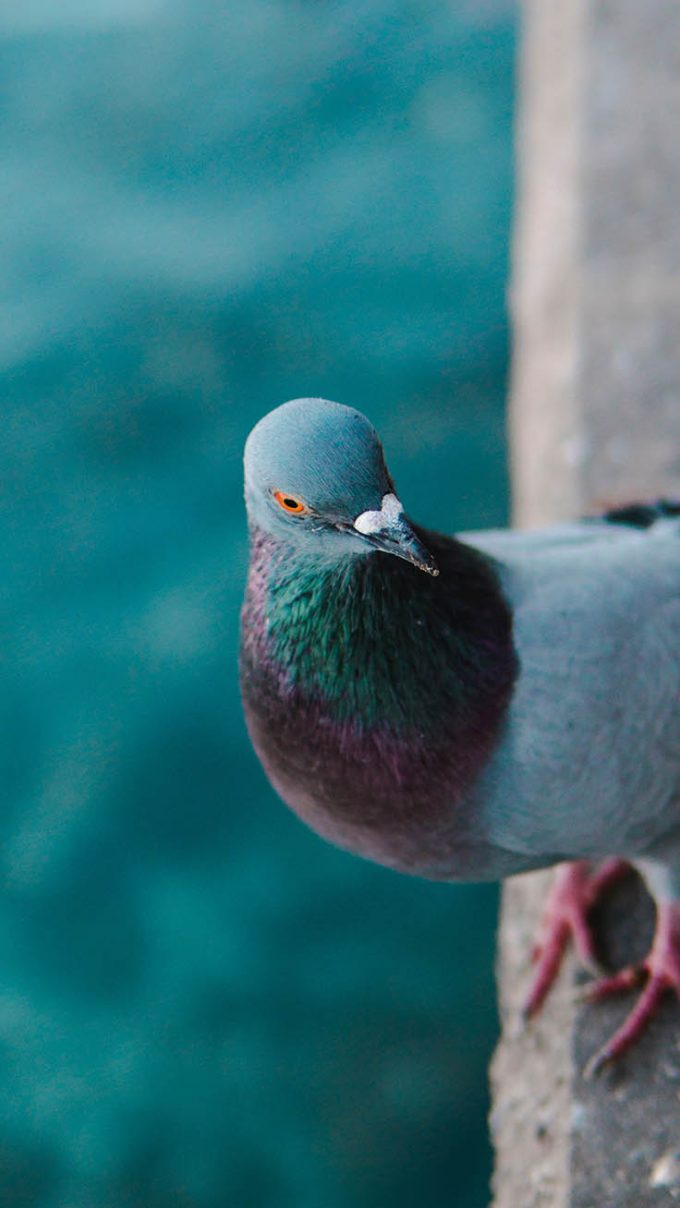 Bird Mobile Wallpapers  U launcher