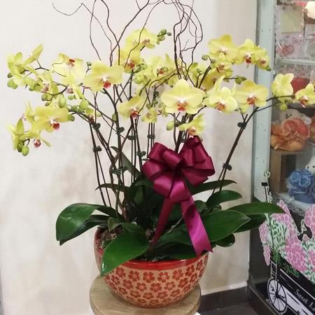 Orchids