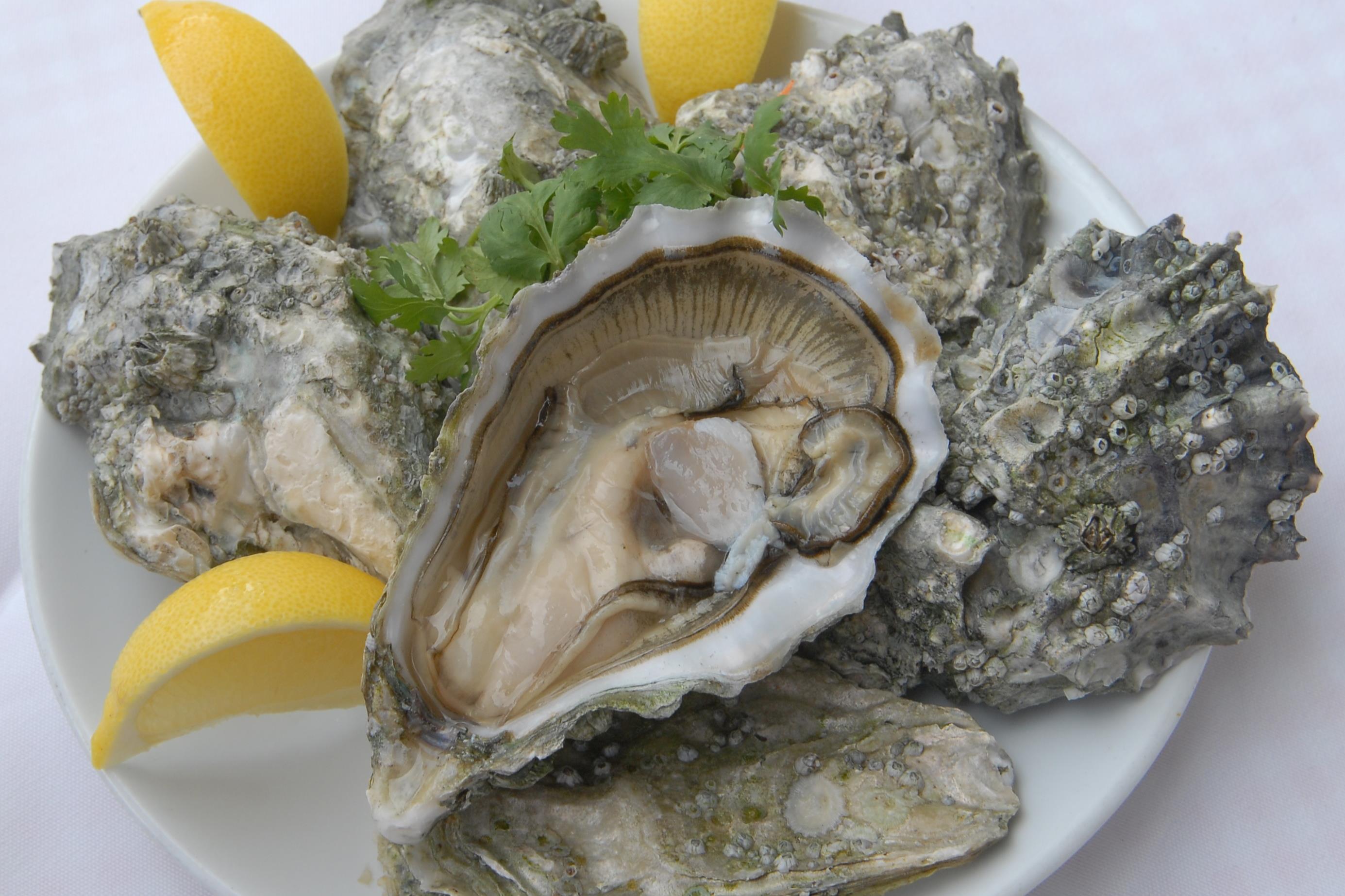 Clams / Mussels 贝 / 蚌类
