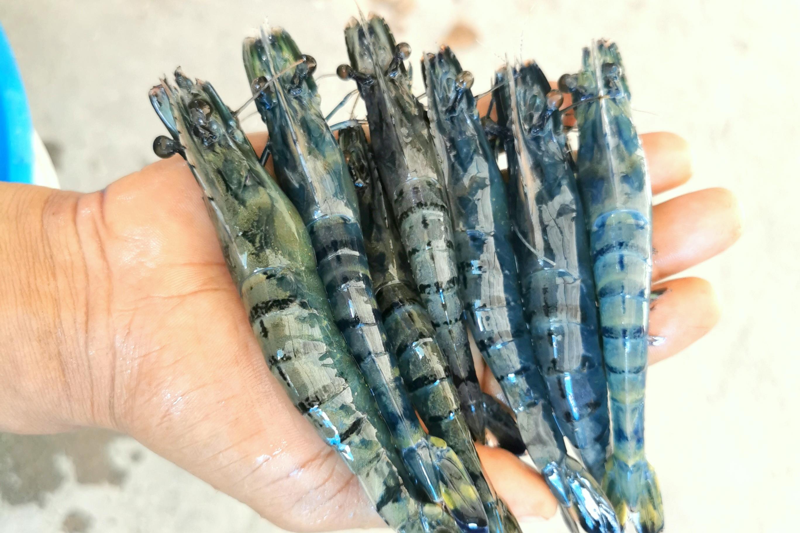 SG Tiger Prawns