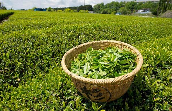 TEA