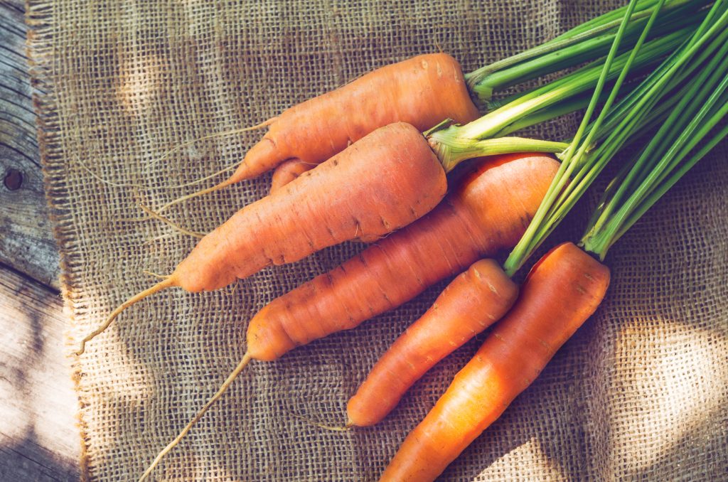 Makanan kelinci Cara merawat kelinci