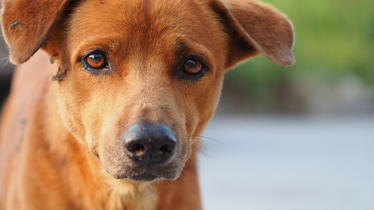 dog-1345533_1280