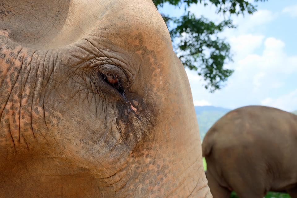 Elephant Nature Park1