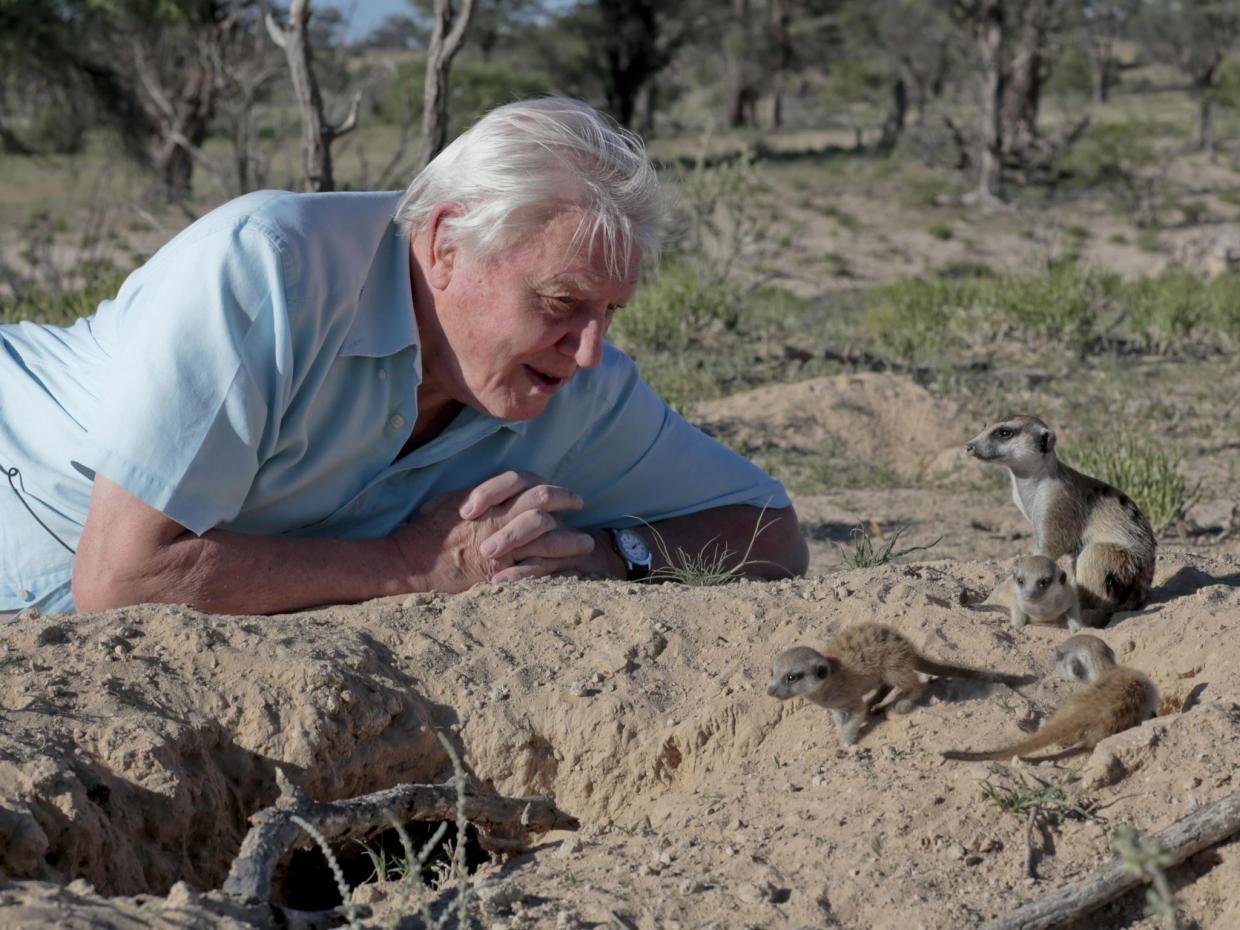 David-Attenborough
