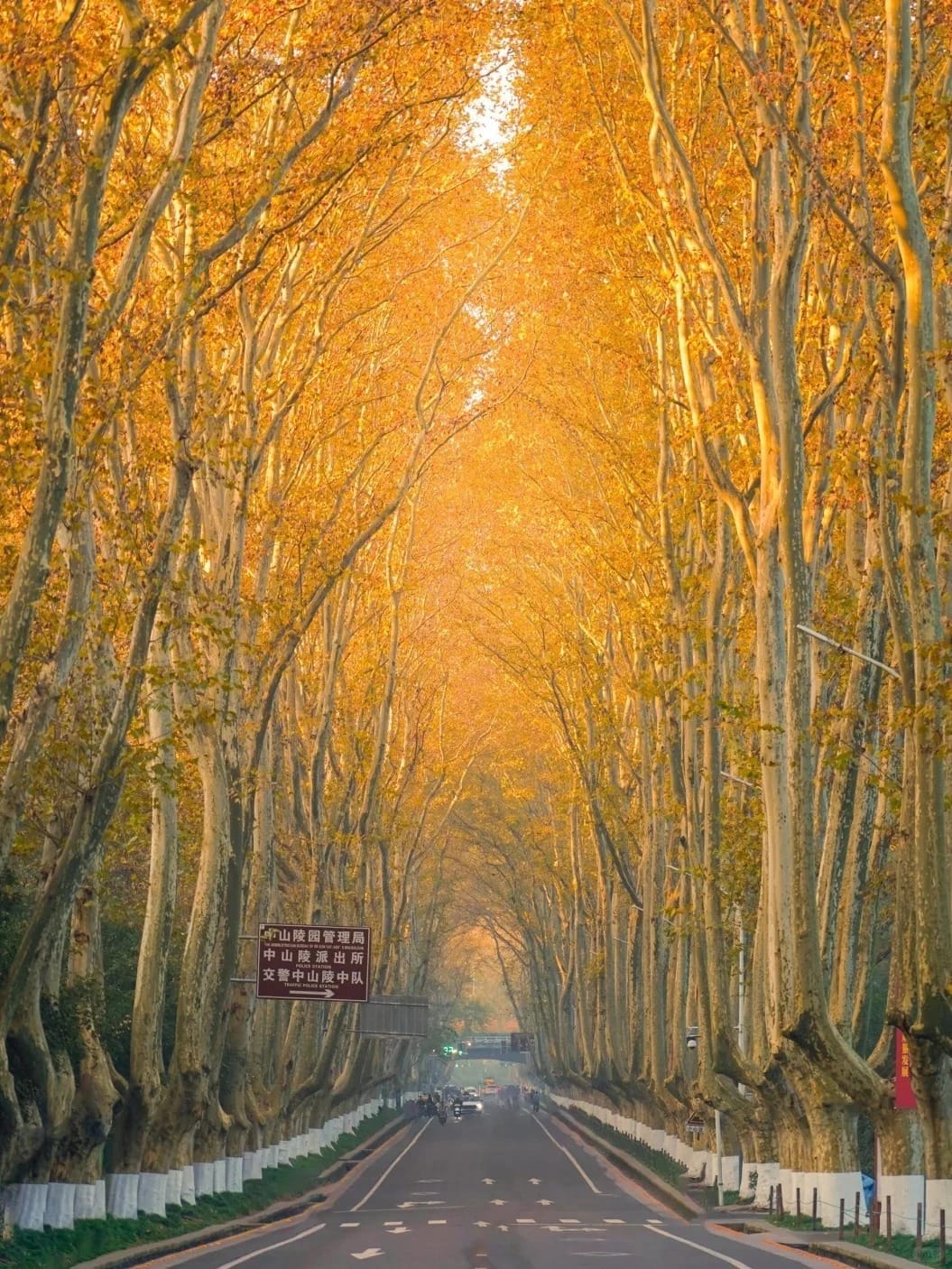 Hãy chọn sống như một cái cây: cắm rễ thật sâu, rồi mới vươn cao.