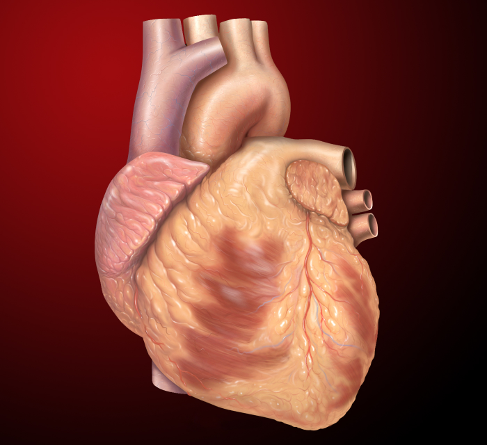 1. Specialization tasks
2. Pathway
3. Common job scopes
4. Common terms
5. Career opportunities
Cardiology
Cardiology is a branch of medicine dealing with disorders of the heart as well as parts of the circulatory system the field includes medical diagnosis and treatment of congenital heart defects , coronary artery disease , heart failure , valvular heart disease and electrophysiology . Physicians who specialize in cardiac surgery are called cardiothoracic surgeons or cardiac surgeons. The supporting role of the surgeons and physicians are cardiology nurses .
Although the cardiovascular system is inextricably linked to blood, cardiology is relatively unconcerned with hematology and its diseases. Some obvious exceptions that affect the function of the heart would be blood tests, decreased oxygen carrying capacity, and coagulopathies .
source: Resus.me
Specialization Tasks
All cardiologists study the disorders of the heart and all cardiology nurses are trained to take care of either adult or children conditions. This is due to differing aspects of training for adult and paediatric physiology. Surgical aspects are not included in cardiology and are in the domain of cardiothoracic surgery.
For example, coronary artery bypass surgery and cardiopulmonary bypass are both surgical procedures performed by surgeons, and not cardiologists. As a nurse, your task will be that of assisting the cardiologists in this matter. A properly-trained cardiology nurse would have the necessary critical thinking in order to draw conclusions to make meaningful impact of treatment.
Common tasks in the wards that you might have to do include the insertion of stents, pacemakers, and valves.
Pathway
source: verywell
Cardiology is a specialty of internal medicine. To be a cardiology nurse, a three-year work experience followed by a post-basic or relevant course is required. It is possible to sub-specialize in Malaysia. Recognized sub-specialties in cardiology for Malaysia are cardiac electrophysiology , echocardiography, interventional cardiology, and nuclear cardiology .
Currently there is insufficient data for Malaysia, for salary, but it is guaranteed to be higher or on par with other similar nursing specialists.
Common job scopes
Cardiology is a vast field. Not only does it involve the heart and its systems, it also involves supporting systems such as haematology and its diseases. It is important to know and train for this when pursuing this specialization.
Cardiac electrophysiology
An example of echocardiography
This is the science of elucidating, diagnosing, and treating the electrical activities of the heart. The term is usually used to desccribe studies of such phenomena by invasive catheter recording of spontaneous activity as well as of cardiac responses to programmed electrical stimulations. These studies are performed to assess complex arrythmias, relieve symptoms, evauate abnormal ECGs, assess risk of developing arrhythmias in the future, and to design treatment.
Cardiac examination
The cardiology nurse is able to carry out cardiac examinations of patients. It is performed as part of a physical examination, or when a patient presents with chest pain suggestive of a cardiovascular pathology. It would typically be modified depending on the indication and integrated with other examinations especially the respiratory examination. Like all medical examinations, the cardiac examination follows the standard structure of inspection, palpation, and auscultation.
Paediatric cardiology
source
Paediatric cardiology is a specialty of paediatrics. To be a paediatric cardiology nurse, one must complete at least three years of registered working experience and pass all the required courses. Adult cardiology certifications are not valid due to differences in physiology in children.
Common complications that you will see as a nurse practicing paediatric cardiology are paediatric hypertension , paediatric hyperlipidemia , heart palpitations and arryhthmias.
Diagnostic tests
Diagnostic tests in cardiology are the methods of identifying heart conditions associated with healthy vs. unhealthy pathology heart function. It is commonly started by obtaining a medical history, followed by auscultation. Blood tests soon precede after, and imaging can be done on a need-to-do basis.
Common terms
1. Tetralogy of Fallot
It is the most common congenital ehart disease arising in 1-3 cases per 1000 births. The cause of this defect is a ventricular septal defect and an overriding aorta. These two defects combined causes deoxygenated blood to bypass the lungs and going right back into the circulatory system. The modified Blalock-Taussig is used as a treatment for this condition.
2. Pulmonary atresia
This happens in 7-8 births per 100,000 and is characterized by the aorta brancing out of the right ventricle. It causes deoxygenated blood to bypass the lungs and enter the circulatory system. Fixing it can by done by a team of cardiologists and nurses by redirecting the aorta and fixing the right ventricle-pulmonary artery connection in surgeries.
3. Double Outlet Right Ventricle
Double outlet right ventricle is when both great arteries, the pulmonary artery and the aorta, are connected to the right ventricle. There is usually a ventricle in different particular places depending on the variations of DORV, typically 50% are subaortic. A VSD closure is the most common form of treatment for this condition.
Career opportunities
Search for high-paying cardiology nursing jobs on MIMS Career . Browse, save, and apply for nursing jobs, all in one-click. Take the opportunity for higher pay and better work locations. Our pages are all mobile-responsive, allowing you to take that leap for a better job whenever, wherever you are. All our job postings are heavily screened to prevent scams and mistrustful behavior .
Our Most Popular Articles
Think About These 5 Things Before You Decide On A Specialization
5 Things Nurses Need To Know To Be Paid More
10 Ways Malaysian Nurses Can Increase Their Income