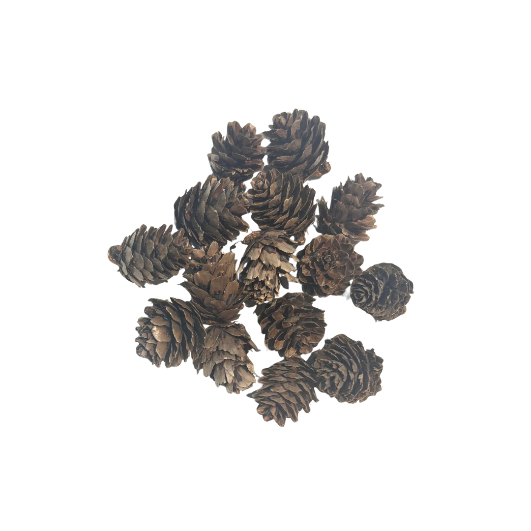 PINE CONE MEDIUM 1X15