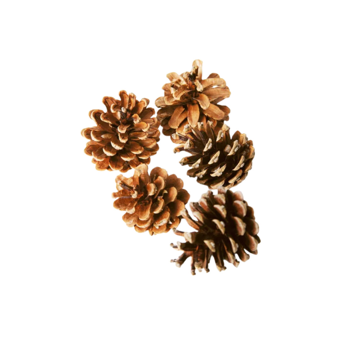 PINE CONE LARGE 1X5