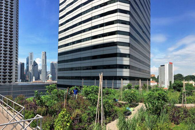 Rooftop farms now allowed under landscape replacement policy