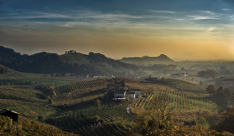 Vinery Veneto