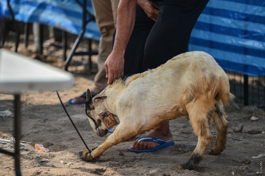 ޖުލައި 20، 2021: 1442ވަނަ އަހަރުގެ ބޮޑު އީދުގެ އުލްހިޔާ ކަތިލުން -- ސަން ފޮޓޯ/ ފަޔާޒު މޫސާ