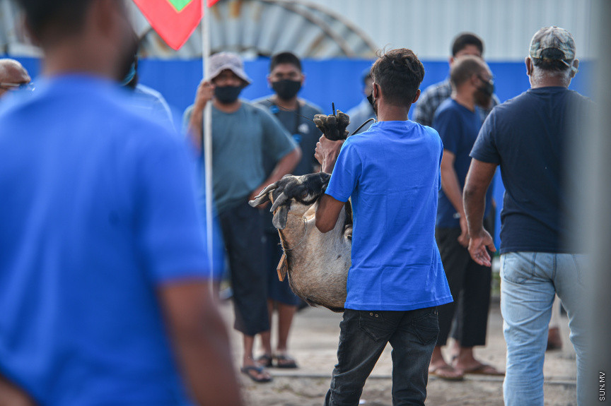 ޖުލައި 20، 2021: 1442ވަނަ އަހަރުގެ ބޮޑު އީދުގެ އުލްހިޔާ ކަތިލުން -- ސަން ފޮޓޯ/ ފަޔާޒު މޫސާ