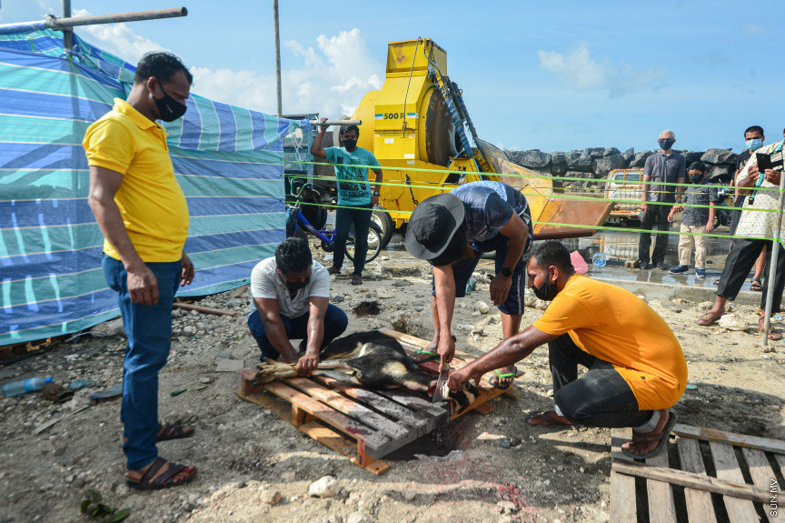 ޖުލައި 20، 2021: 1442ވަނަ އަހަރުގެ ބޮޑު އީދުގެ އުލްހިޔާ ކަތިލުން -- ސަން ފޮޓޯ/ ފަޔާޒު މޫސާ