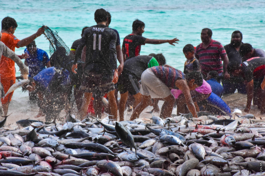 ހުޅަނގު މޫސުމާއެކު ބުރުނީގެ ގޮނޑުދޮށަށް ގިނަ އަދަދެއްގެ ރާގޮނޑި ތިލަވުން: ކޮންމެ އަހަރަކުހެން ހުޅަނގު މޫސުމާއެކު އެރަށަށް ވެރިވެގަންނަނީ ރާގޮނޑީގެ "މަސްވެރިކަމުގެ އީދެކޭ" ބުނުމަކީ ދޮގަކަށް ނުވާނެއެވެ. ފޯރިއާ މަޖަލުގައި އެންމެންވެސް ޝާމިލުވެގެންނަނީ މަސް ހިފާށެވެ. -- ފޮޓޯ/ ބުރުނި ފޭސްބުކް ޕޭޖް