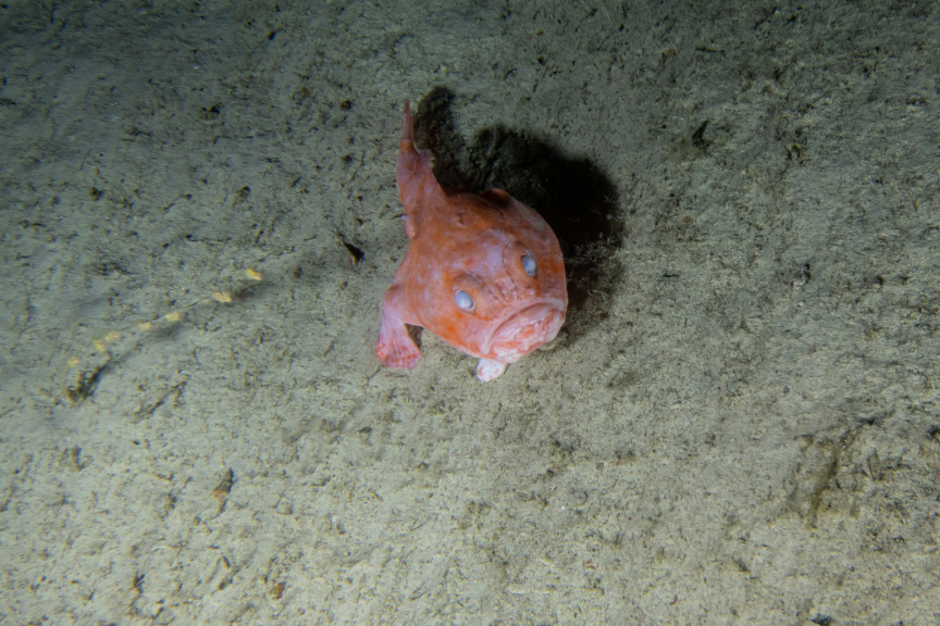The Trapping Zone Nekton Mission Discovers An Oasis Of Life In Depths The Trapping Zone Nekton Mission Discovers An Oasis Of Life In Depths