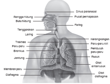 Berikut Ini Urutan Organ Pernapasan Yang Benar Ada