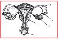 Perhatikan gambar alat reproduksi wanita berikut i...