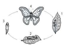 Pada gambar siklus hidup kupu-kupu di atas, tahap