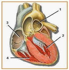 Perhatikan Gambar Jantung Berikut Bagian Yang M