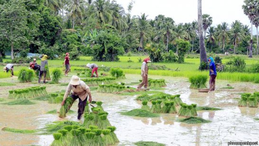 Cambodia aims to export one million tonnes of rice to Indonesia Cambodia aims to export one million tonnes of rice to Indonesia