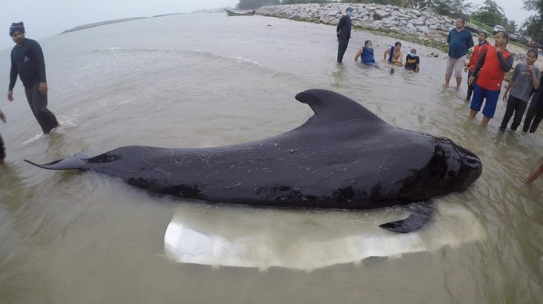 Pilot whale beaches itself in Songkhla | News by Thaiger